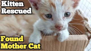 Orange Cat Gave Life To This Ginger Kitten After Adopting by pet is life 499 views 6 days ago 2 minutes, 9 seconds