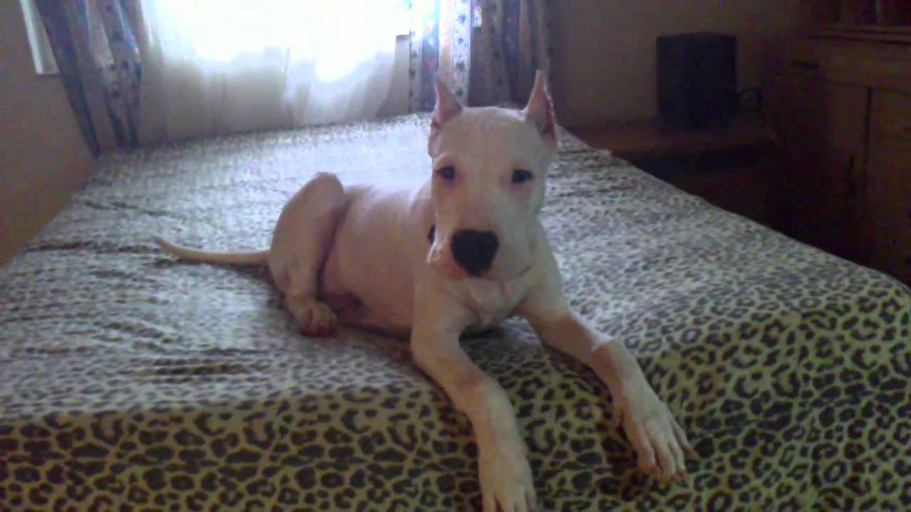 dogo argentino 4 months old