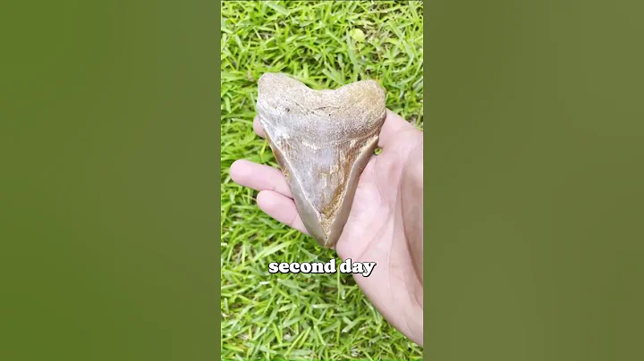 HUGE Megolodon Shark Tooth Fossil!