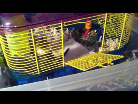 How to Care For a Pet Gerbil