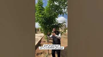 أسرع شجرة في النمو تروح و تجي تلقاها زادت ب 1 متر اغرس شجرة 