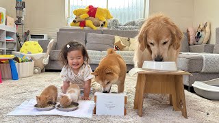 豆柴とゴールデンレトリバーと子猫達が並んでご飯を食べたらこうなりました...