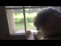 Goldendoodle protects the house