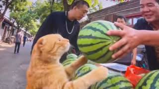 IMG 0474