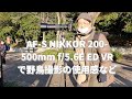 NikonD4とAF-S NIKKOR 200-500mm f5.6E ED VRで野鳥撮影の使用感(テレコン併用についても)