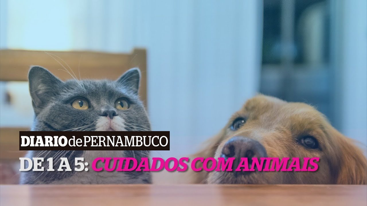 De 1 a 5: cuidados com animais pernambuco map
