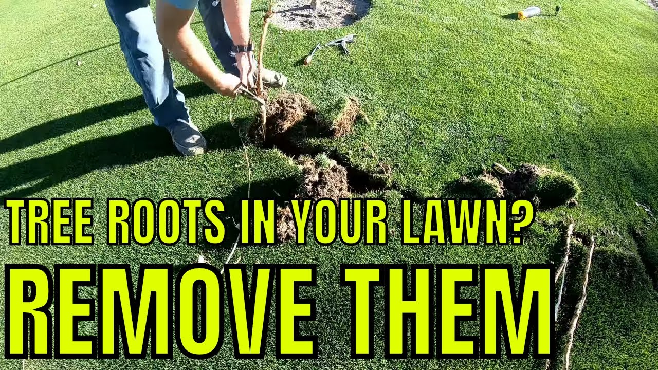 How To Remove Tree Roots From Your Lawn Youtube