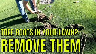 This is a simple video that shows me tearing out cottonwood tree roots
from my lawn. i very much dislike these trees and hope someday can...