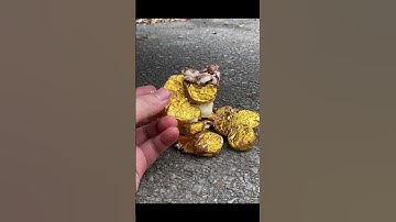 Crushing Crunchy & Soft Things by Car! EXPERIMENT Car vs chocolate candy #shorts #asmr #asmrsound