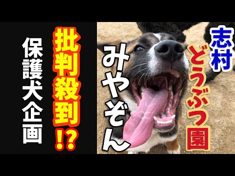 保護犬 批判殺到 志村どうぶつ園みやぞん保護犬企画にドックトレーナーが解説 Youtube