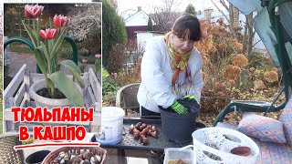 картинка: Посадка ТЮЛЬПАНОВ в кашпо - 2021. С учетом прошлогоднего опыта!