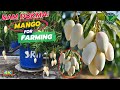 Rooftop Garden Best 1 mango varity