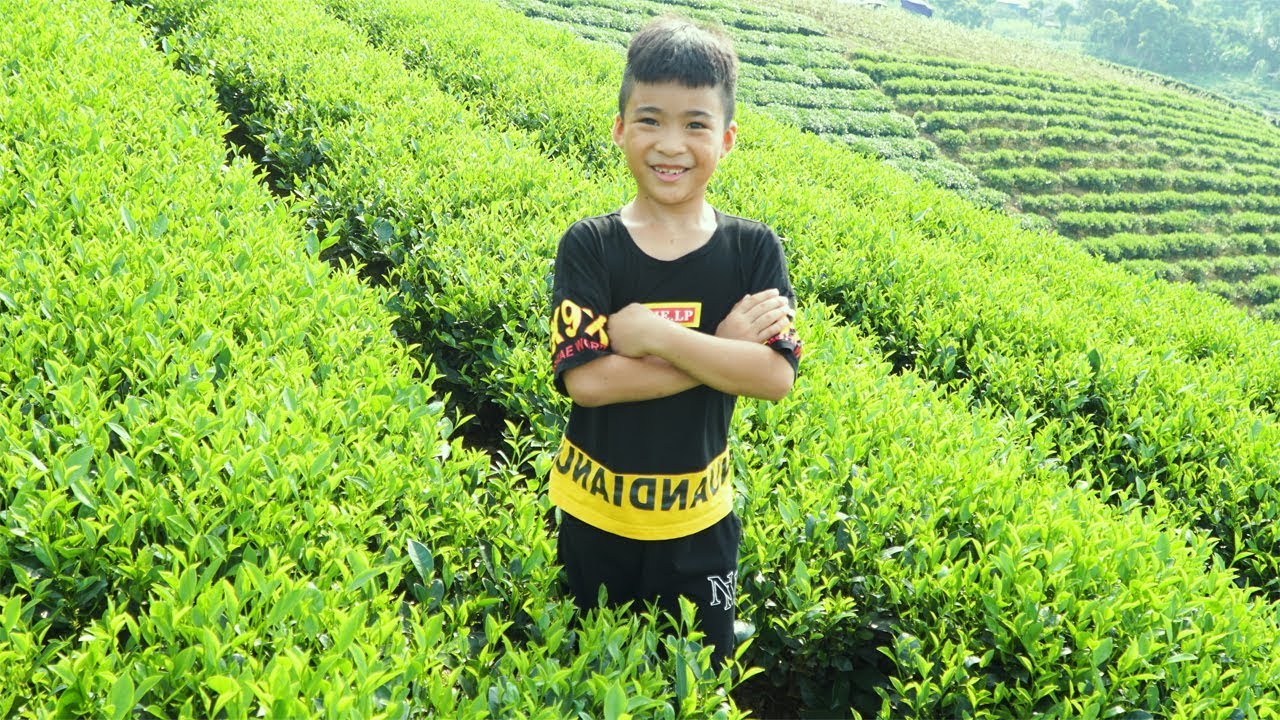 Coka Discover tea hill and learn how to process tea Coka Toys Reviews TV YouTube