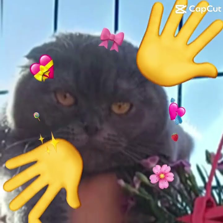 My Family Cat s YouTube my-family-cat-s-youtube