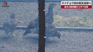 【速報】ライチョウ初の野生復帰へ 栃木の動物園から中ア出発