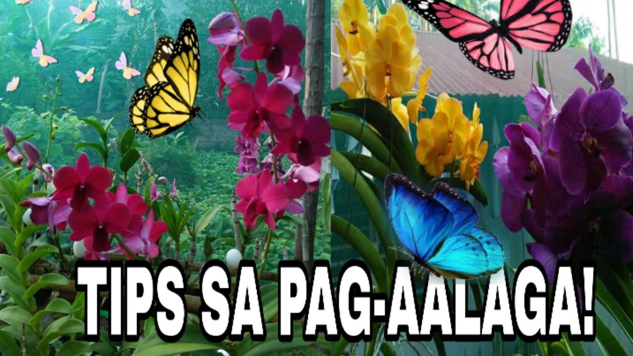 Paano Mag Alaga Ng Orchids