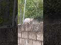 Cat on a wall.