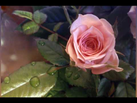 Video: Tuksneša rozes audzēšana: tuksneša rožu sēklu pavairošanas un spraudeņu pavairošanas instrukcijas