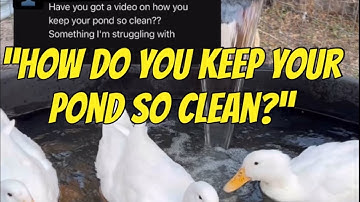 Cleanest/Easiest Duck Pond Filtration System #duckpond #pondpump #pondfilter