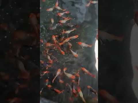 Video koi đen short - youtube