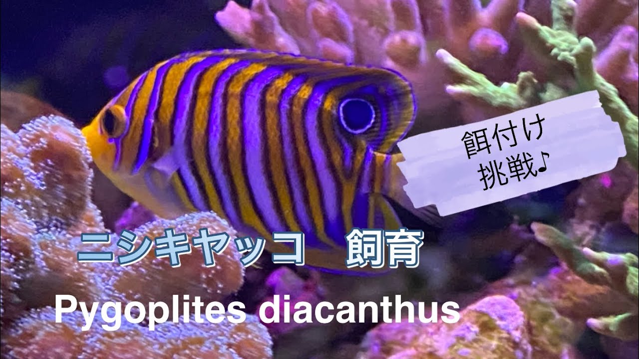 maxresdefault.jpg