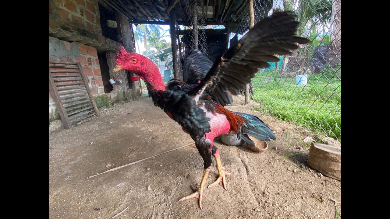 Gà Trống tía chân vàng tơ đẹp