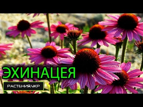 Video: Echinacea Thiab Rudbeckia Tuaj Rau Peb Lub Vaj