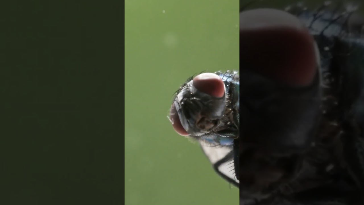 Zebras VS Flies  🦓 