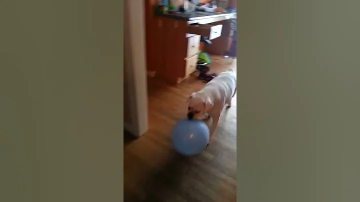 Bella bouncing ballon