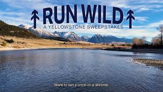 Run Wild: A Yellowstone Sweepstakes - Wolf Tracking Part 1