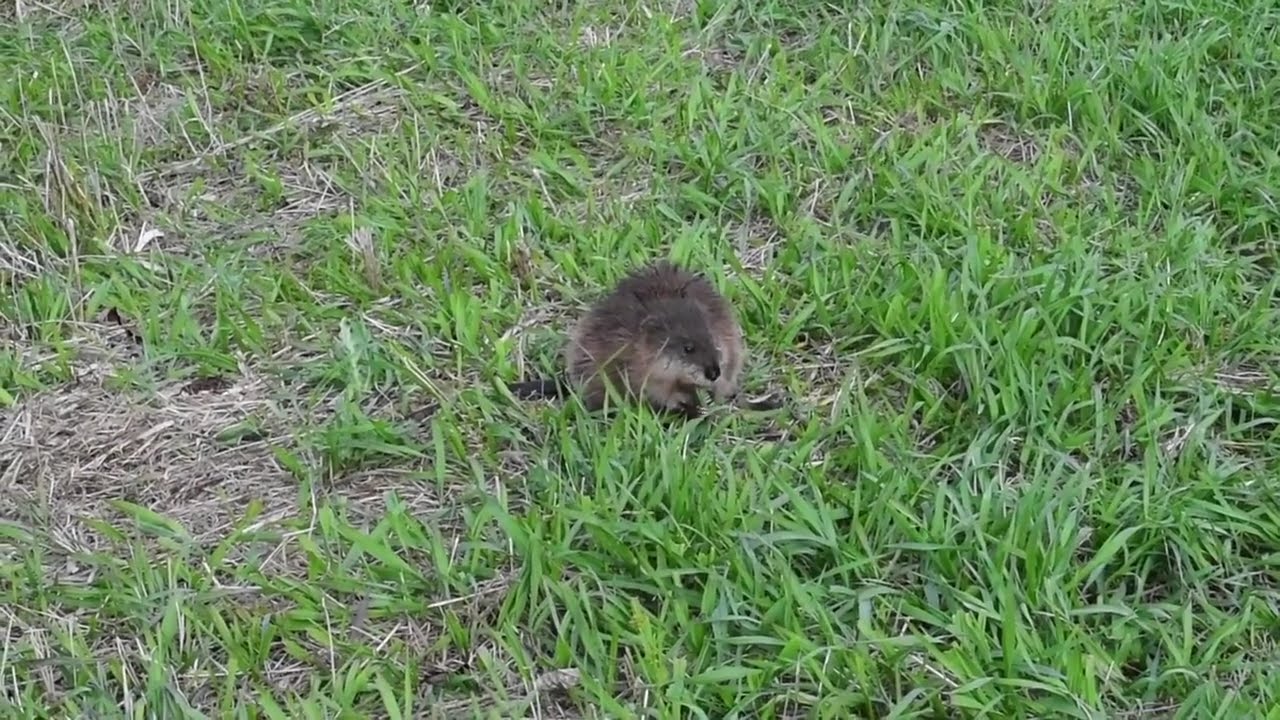 Shiawassee National Wildlife Refuge-Spring Edition!