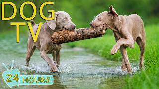 DOG TV: Videos Keep Your Dogs Entertained All Day When Home Alone - Gentle Music for Dogs screenshot 3