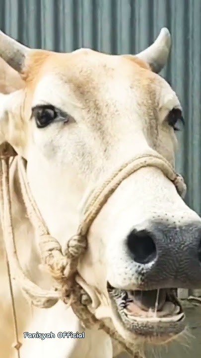 Funny cow sounds #cows #shorts#cowsounds #animals
