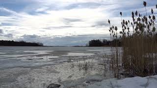 Nordic Shore Nature Sounds with Birds | Calm Water &amp; Ice Ambience (No Music)