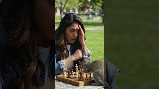 squirrel playing chess#history #lifestyle #education