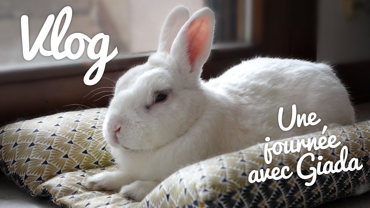 Une journée avec mon lapin Giada