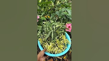 Arwan Sir Sir!!! Sayur Rasa Daging!!! Daun Singkong!!! Bunga Pepaya!!!