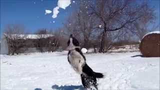 Ollie our Border Collie has fun with snow at the farm.