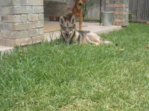 coyote dog mix coyote dog mix