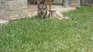 Coyote Dog Mix