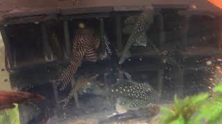Blue Phantom Pleco L128 Attacking King Tiger Pleco L006