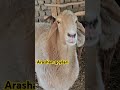 Arashan elita qoylar masha alloh #arashan #arashap #elita #elita7 #rek #elita7 #love