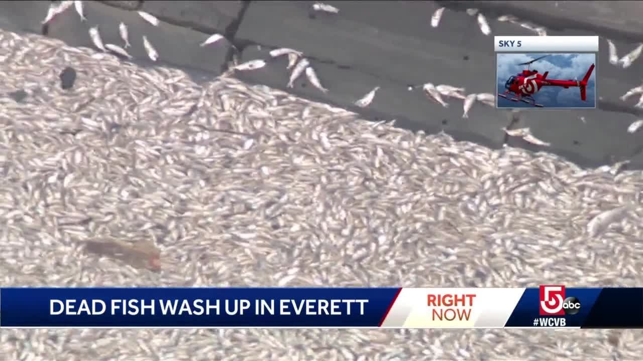 Massive fish kill stinking up Mystic River neighborhood