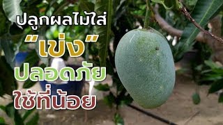 ใช้พื้นที่น้อยอร่อยปลอดภัยปลูกผลไม้กินเองในตะกร้า (Growing fruit in container) Farm Station