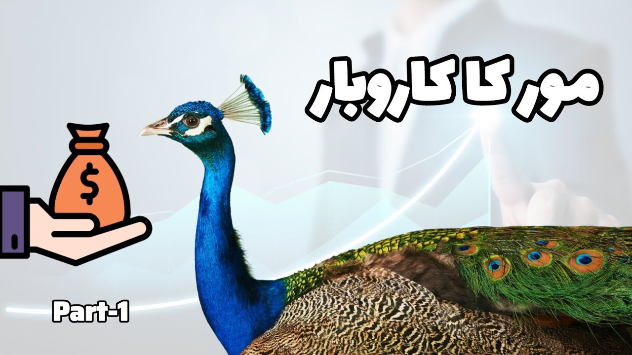 Peacock Business | Peacock Villa