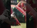 Down the Line Professional BATTLE! #paintball #sports