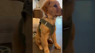 Its A Ruff Life Being A Hybrid Worker