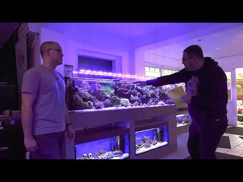 Video: So richten Sie Ihr erstes Meeresriffaquarium ein