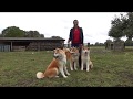 フランスの秋田犬、馬や羊と一緒に