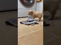 This Tiny Puppy Thought It Was Carrying Treasure